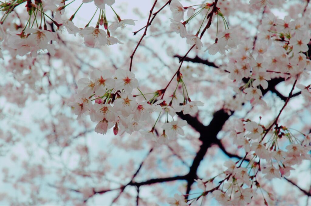 青空と桜